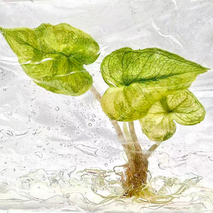 Alocasia Jacklyn Variegated – Plant Tissue Culture (Wholesale) Set of 10 Plants
