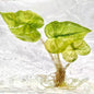 Alocasia Jacklyn Variegated – Plant Tissue Culture (Wholesale) Set of 10 Plants