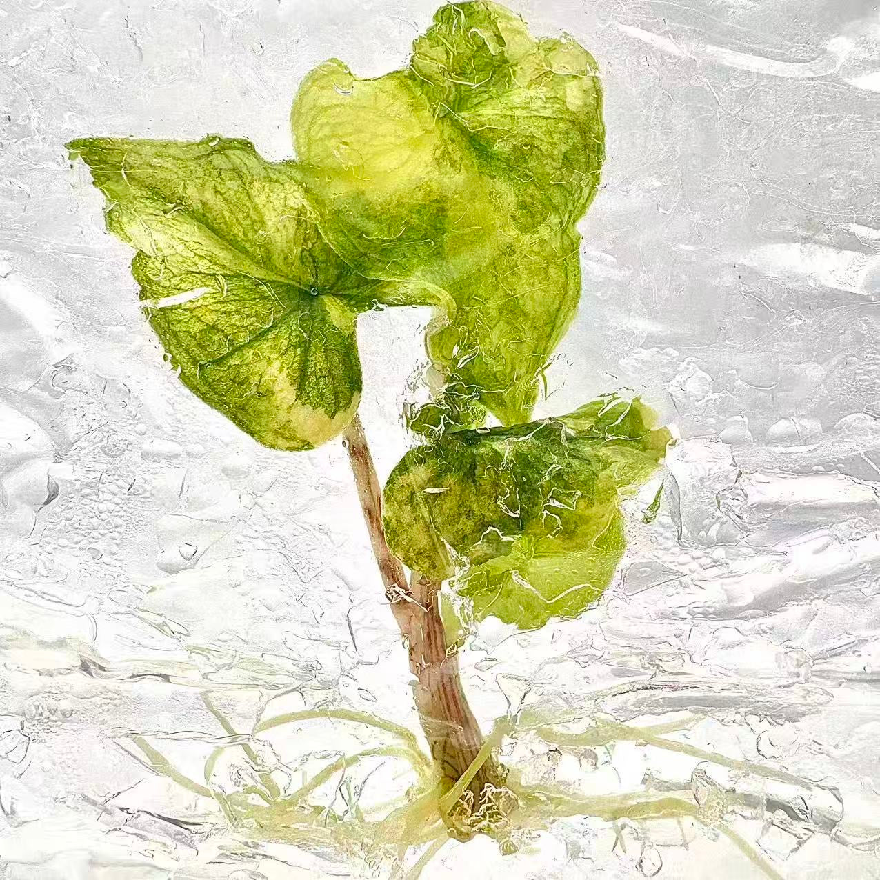 Alocasia Jacklyn Variegated – Plant Tissue Culture (Wholesale) Set of 10 Plants