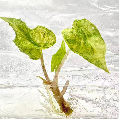 Alocasia Jacklyn Variegated – Plant Tissue Culture (Wholesale) Set of 10 Plants