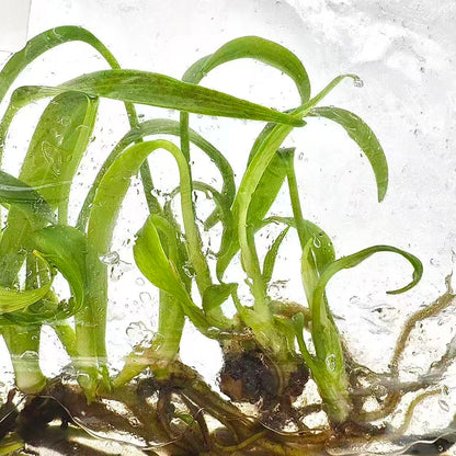 Monstera Burle Marx Flame – Tissue Culture (TC) Plantlets | Set of 100