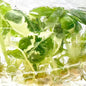 Alocasia Frydek Variegated – Tissue Culture | Set of 100 Plants