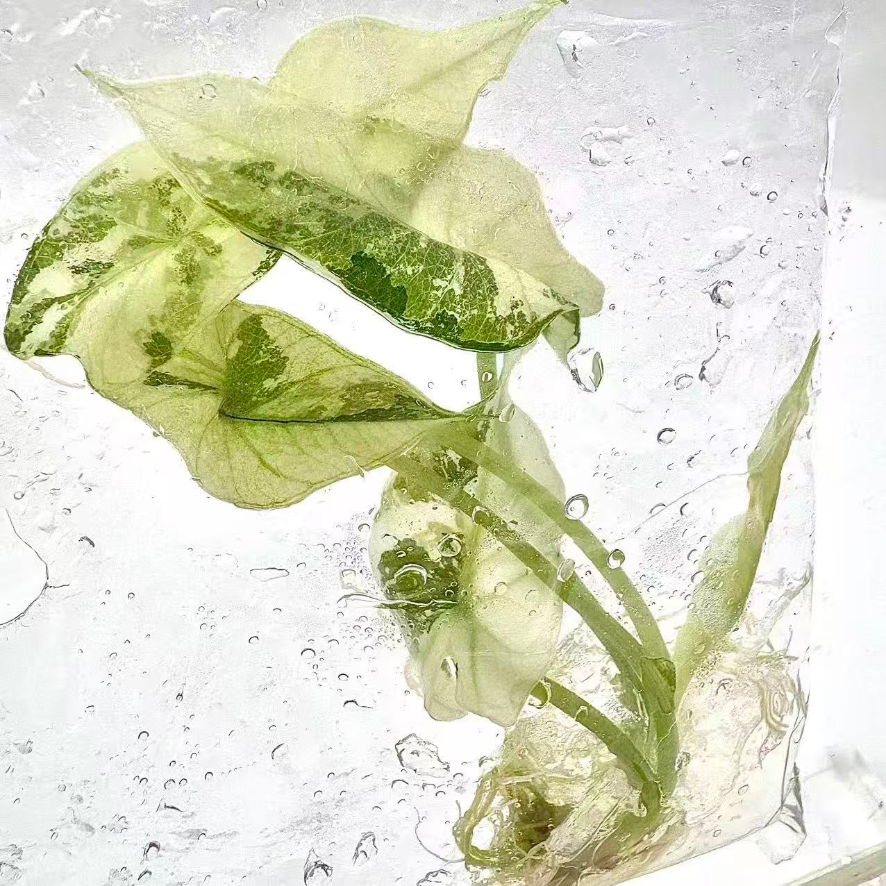 Alocasia Simpo Albo Variegated – Tissue Culture Wholesale Set of 10 Plants
