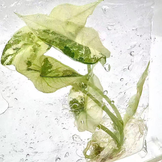 Alocasia Simpo Albo Variegated – Tissue Culture Wholesale Set of 10 Plants