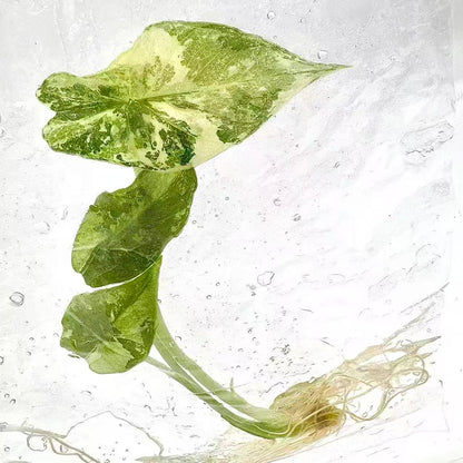 Alocasia Simpo Albo Variegated – Tissue Culture Wholesale Set of 10 Plants