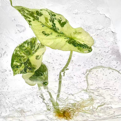 Alocasia Simpo Albo Variegated – Tissue Culture Wholesale Set of 10 Plants