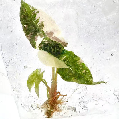 Alocasia Polly Pink Variegated – Tissue Culture Plantlets (Set of 10)