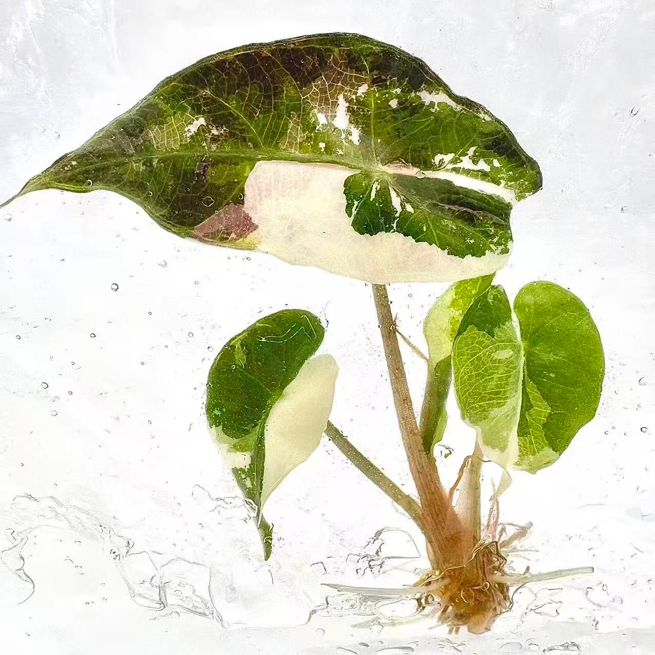 Alocasia Polly Pink Variegated – Tissue Culture Plantlets (Set of 10)