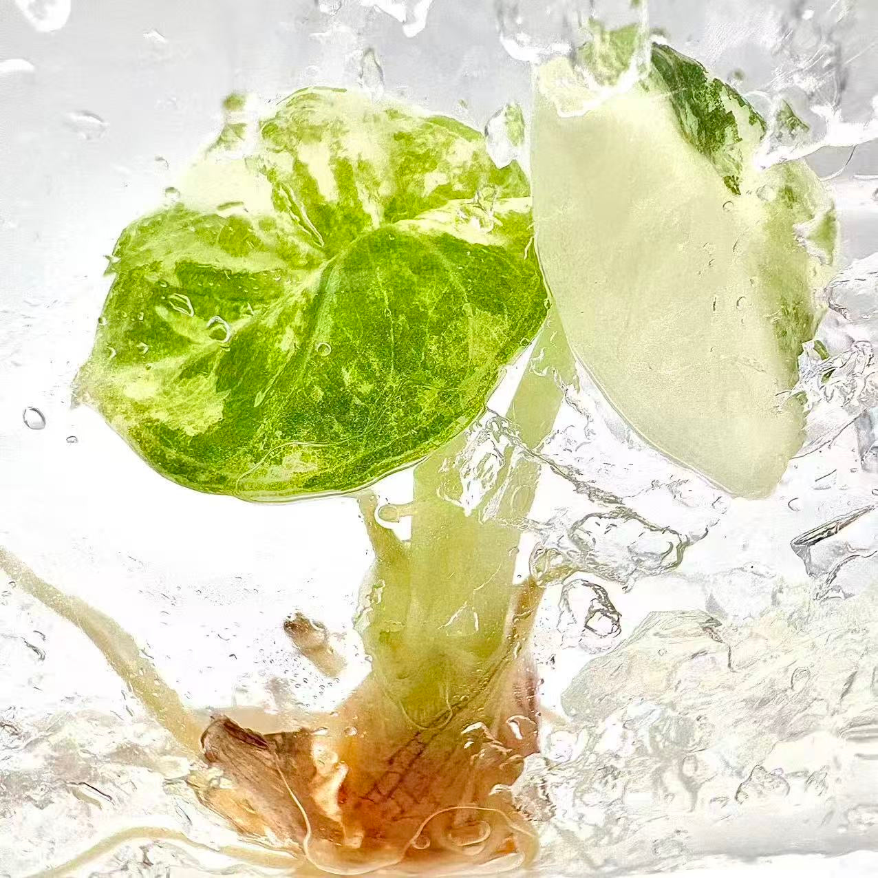 Alocasia Ninja Albo Variegated – Tissue Culture Plantlets (Set of 10)