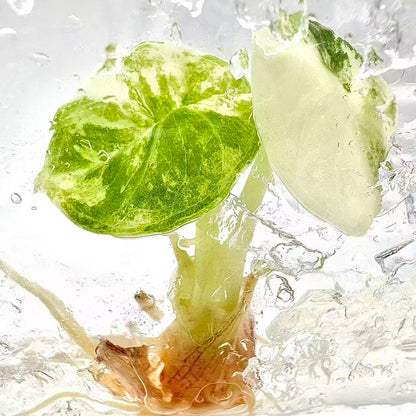 Alocasia Ninja Albo Variegated – Tissue Culture Plantlets (Set of 10)