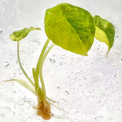 Alocasia Scalprum Aurea Variegated – Tissue Culture | Set of 10 Plants