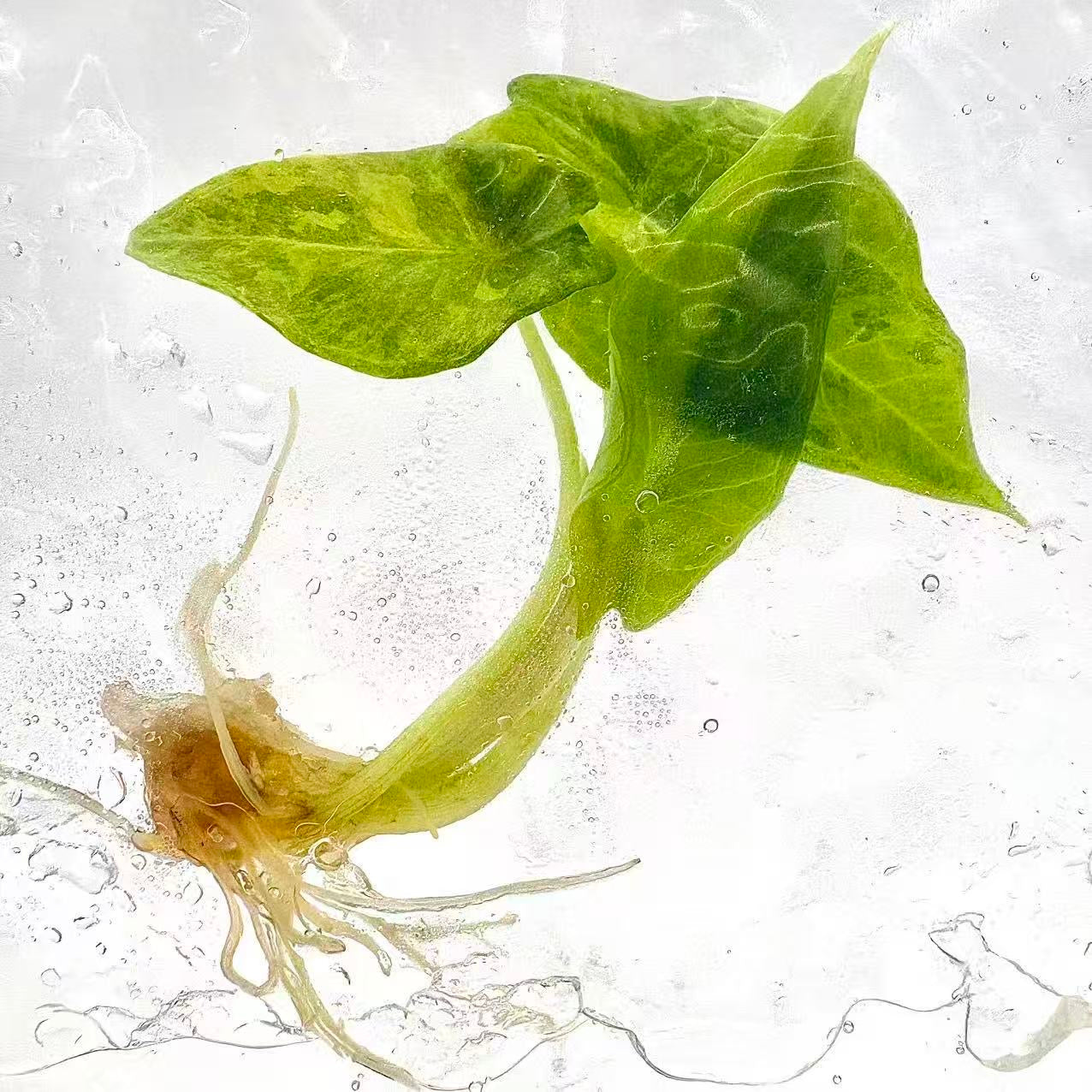 Alocasia Scalprum Aurea Variegated – Tissue Culture | Set of 10 Plants