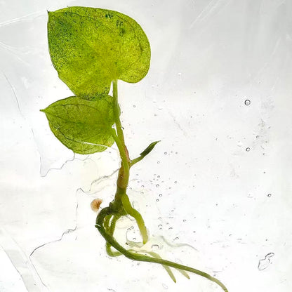 Anthurium Dark Phoenix Mint Variegated – Tissue Culture | Set of 10 Plants
