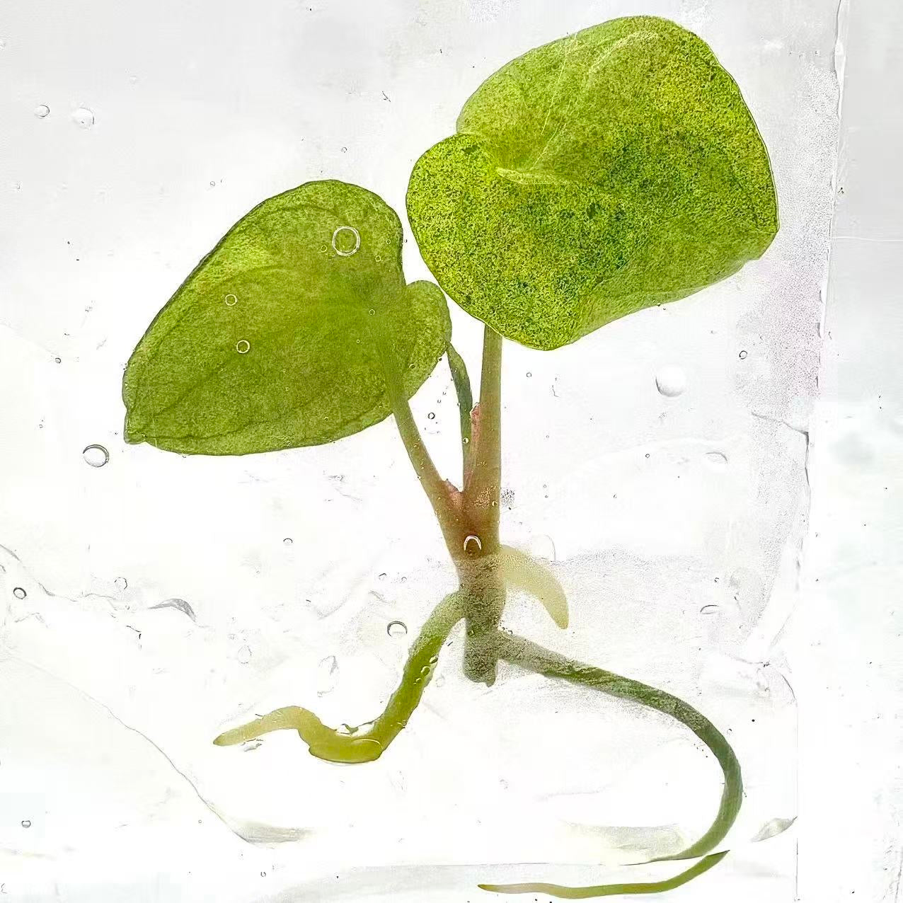 Anthurium Dark Phoenix Mint Variegated – Tissue Culture | Set of 10 Plants