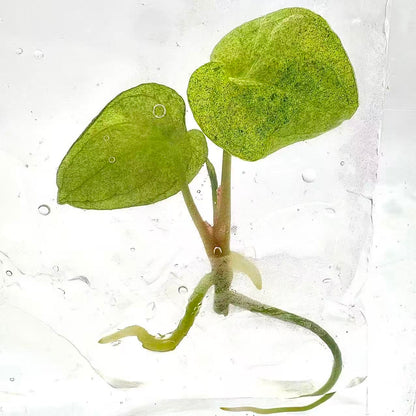 Anthurium Dark Phoenix Mint Variegated – Tissue Culture | Set of 10 Plants