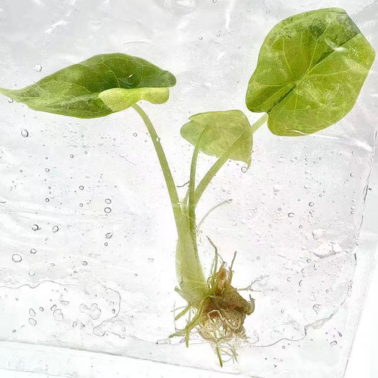 Alocasia Dragon Scale Aurea Variegated – Tissue Culture | Set of 10 Plants