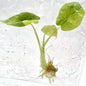Alocasia Dragon Scale Aurea Variegated – Tissue Culture | Set of 10 Plants