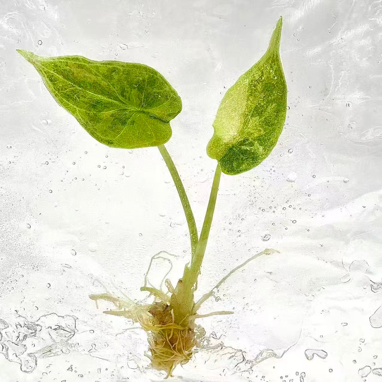 Alocasia Dragon Scale Aurea Variegated – Tissue Culture | Set of 10 Plants