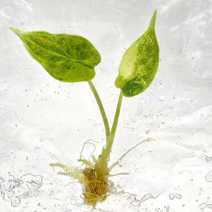 Alocasia Dragon Scale Aurea Variegated – Tissue Culture | Set of 10 Plants