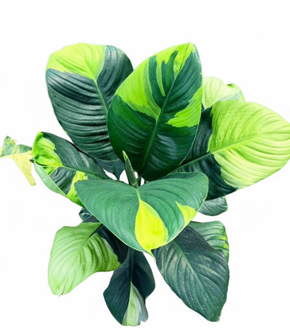 Spathiphyllum Sensation Aurea Variegated (Korean)– Big Size (Rare Collector’s Edition)