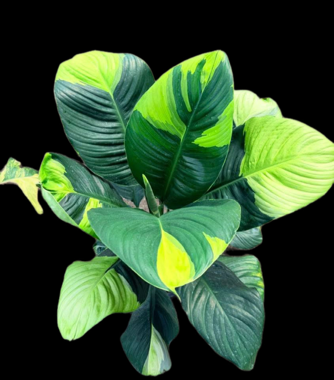 Spathiphyllum Sensation Aurea Variegated (Korean)– Big Size (Rare Collector’s Edition)