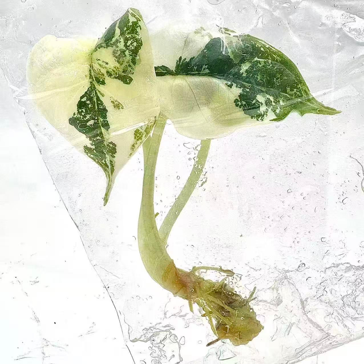 Alocasia Dragon Scale Albo Variegated – Tissue Culture (Set of 10)