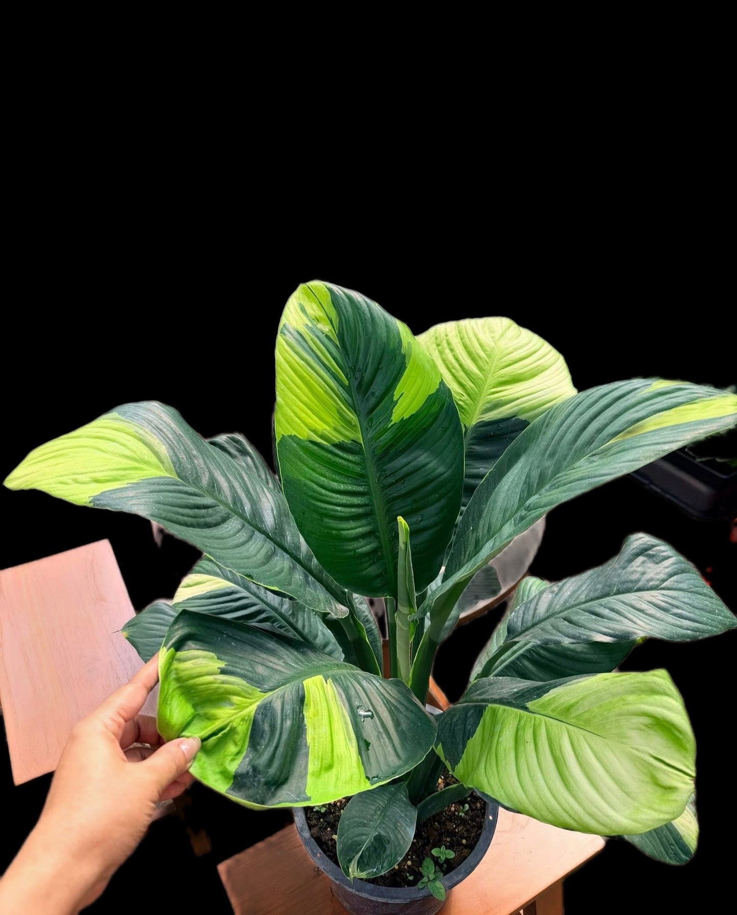 Spathiphyllum Sensation Aurea Variegated (Korean)– Big Size (Rare Collector’s Edition)