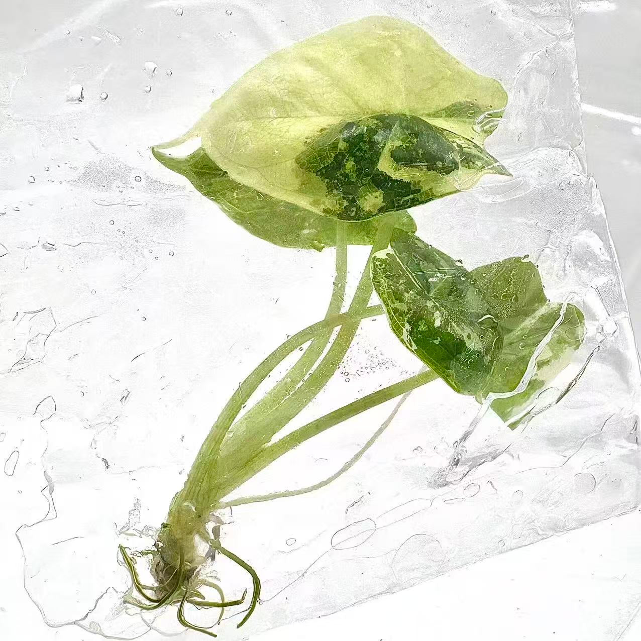 Alocasia Dragon Scale Albo Variegated – Tissue Culture (Set of 10)