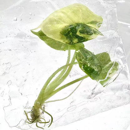 Alocasia Dragon Scale Albo Variegated – Tissue Culture (Set of 10)