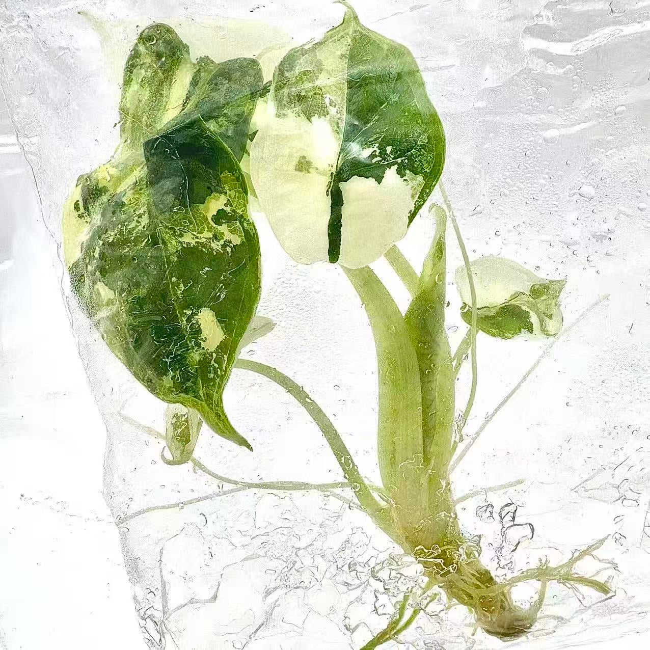 Alocasia Dragon Scale Albo Variegated – Tissue Culture (Set of 10)