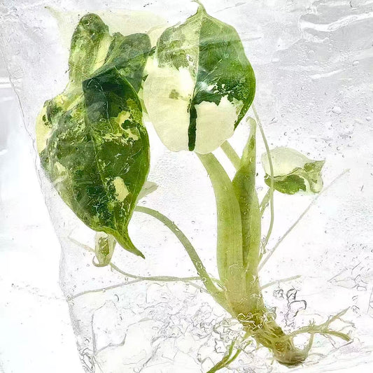 Alocasia Dragon Scale Albo Variegated – Tissue Culture (Set of 10)