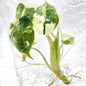 Alocasia Dragon Scale Albo Variegated – Tissue Culture (Set of 10)