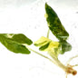 Alocasia Sarian Albo Variegated – Tissue Culture
Set of 10 TC plantlets