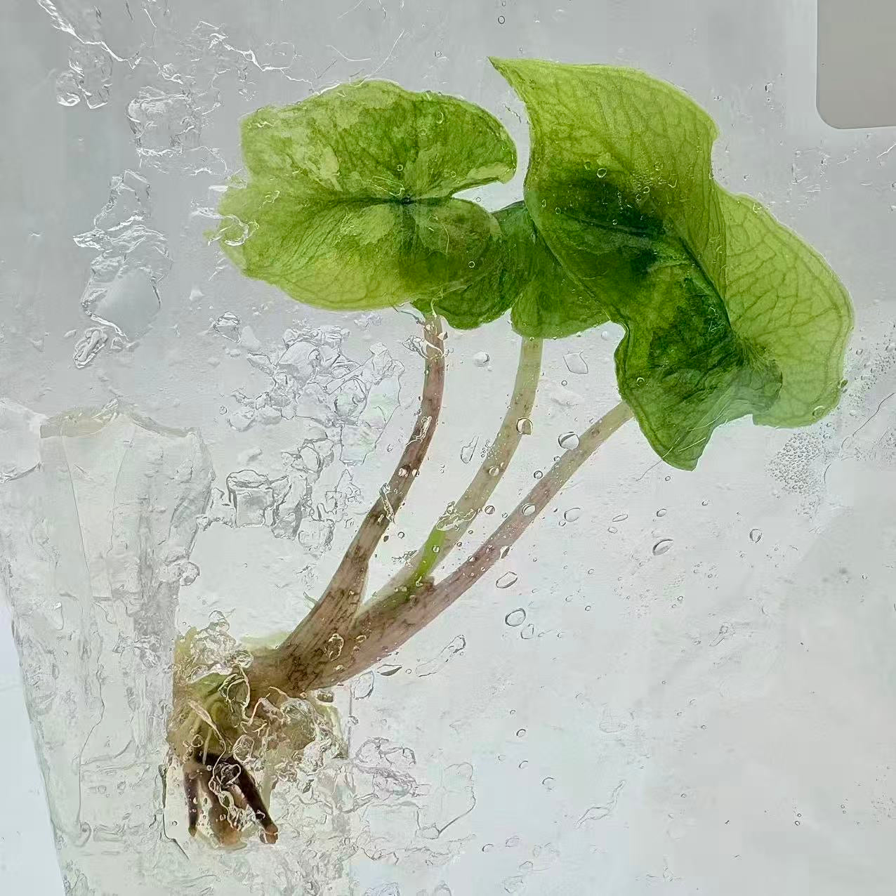 Alocasia Jacklyn Mystic Variegated – Tissue Culture (Set of 10)