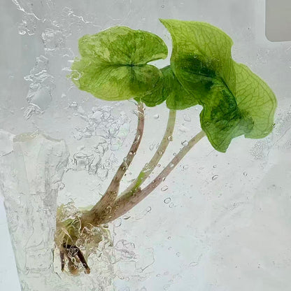 Alocasia Jacklyn Mystic Variegated – Tissue Culture (Set of 10)