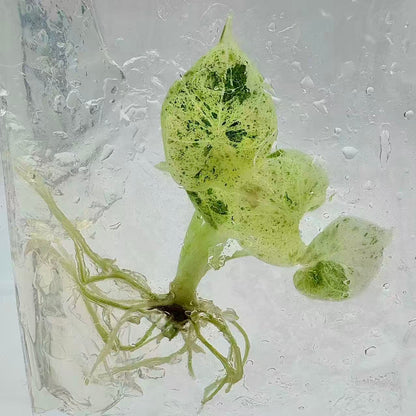 Alocasia Dragon Scale Mint – Tissue Culture (Set of 50)