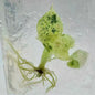Alocasia Dragon Scale Mint – Tissue Culture (Set of 50)