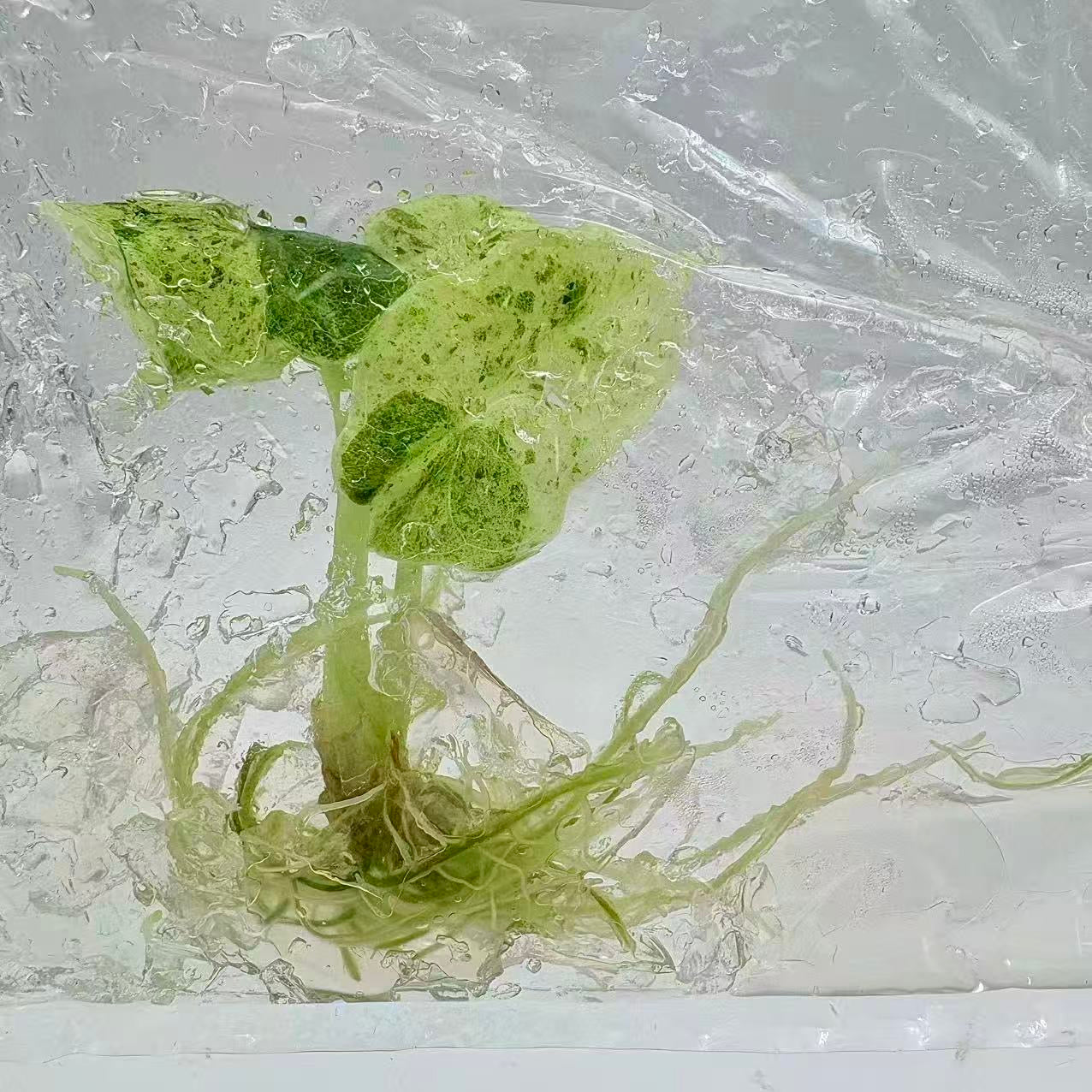 Alocasia Dragon Scale Mint – Tissue Culture (Set of 50)