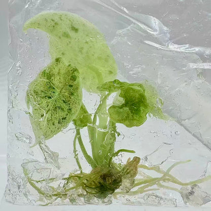 Alocasia Dragon Scale Mint – Tissue Culture (Set of 50)