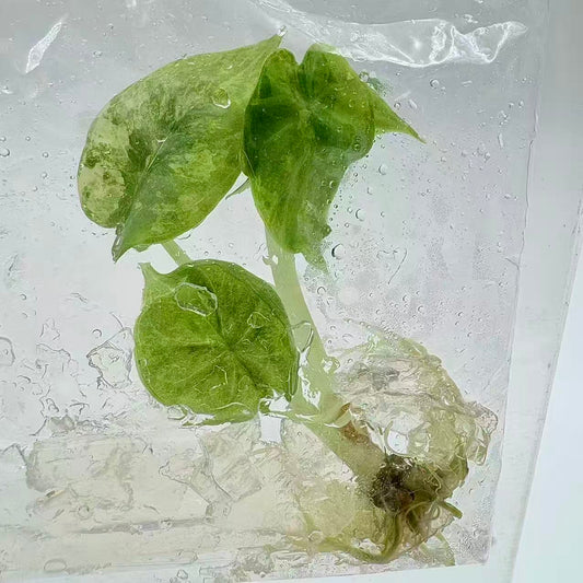 Alocasia Silver Dragon Aurea Variegated – Tissue Culture Plantlets (Set of 30)