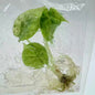 Alocasia Silver Dragon Aurea Variegated – Tissue Culture Plantlets (Set of 30)