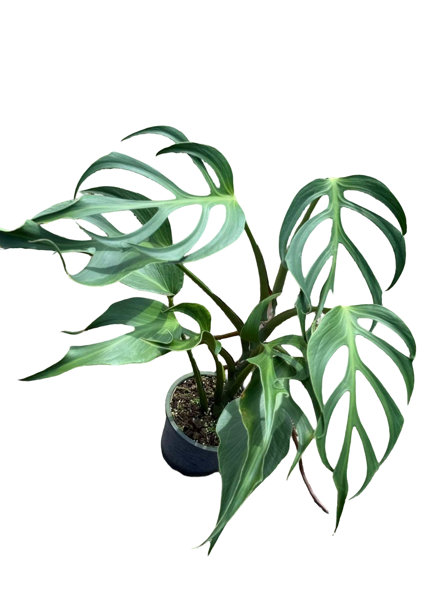 Monstera Burle Marx Flame Big Size