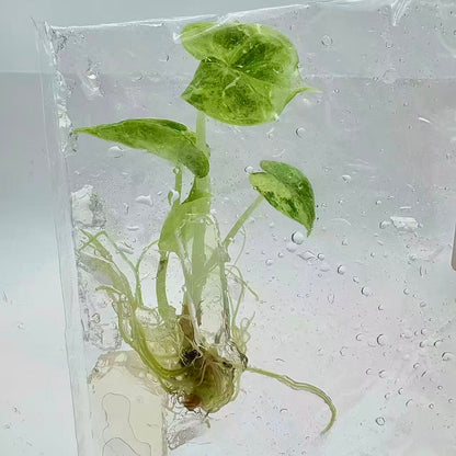 Alocasia Silver Dragon Aurea Variegated – Tissue Culture Plantlets (Set of 30)