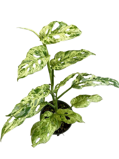 Monstera Laniata Mottled Variegated Set of 10 Plants