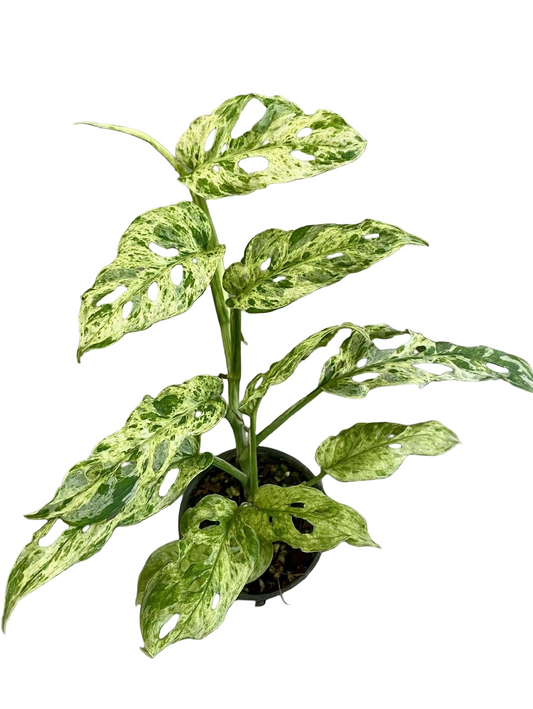Monstera Laniata Mottled Variegated Set of 10 Plants