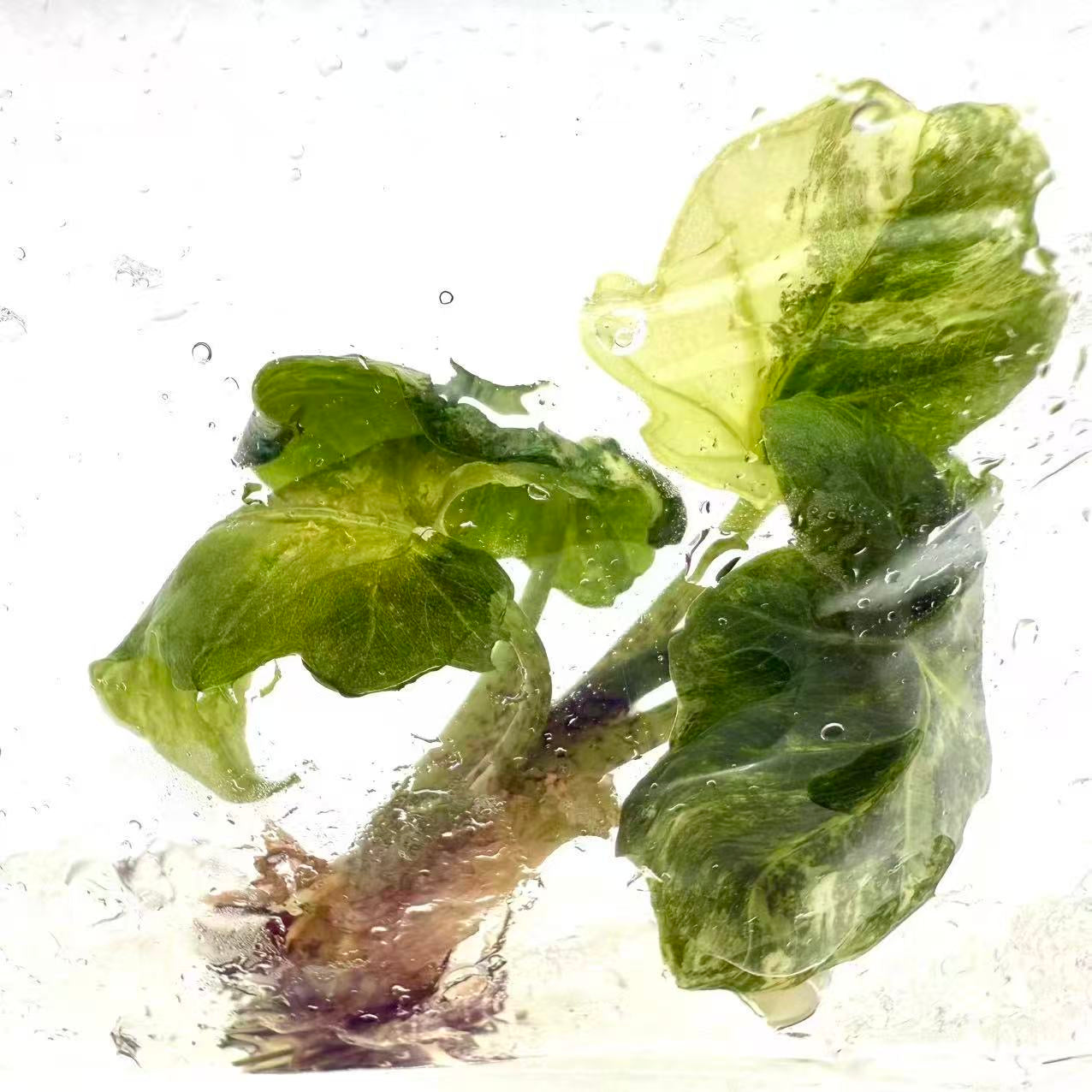 Alocasia Brancifolia Albo Variegated – Tissue Culture