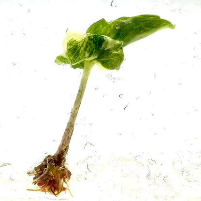 Alocasia Brancifolia Albo Variegated – Tissue Culture