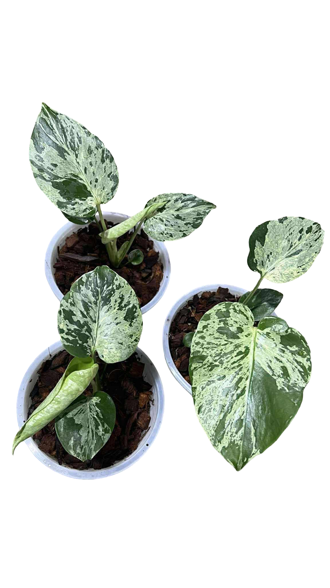 Monstera Deliciosa “Bulbasaur” (Seedling, 3-inch Pot) from TC