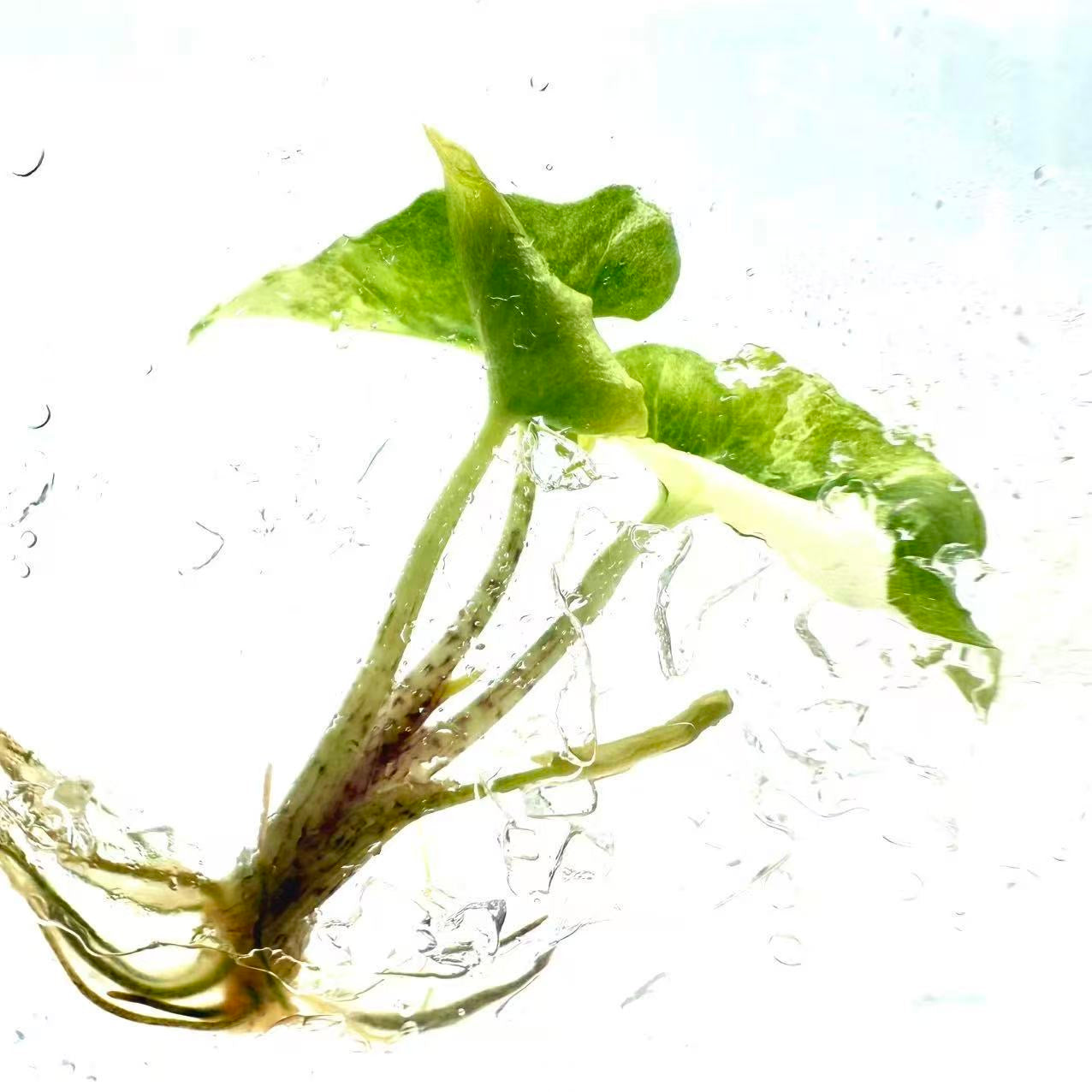 Alocasia Brancifolia Albo Variegated – Tissue Culture