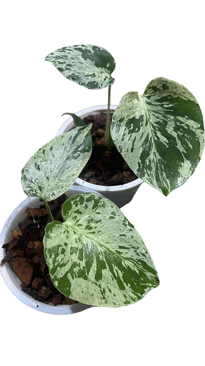 Monstera Deliciosa “Bulbasaur” (Seedling, 3-inch Pot) from TC